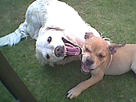 American Staffordshire Terrier Goldi & Amstaff ;-)