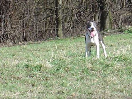 American Staffordshire Terrier