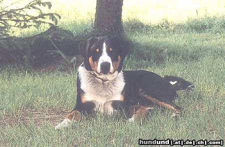 Appenzeller Sennenhund Eyran vom Sunnestärn