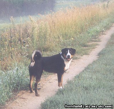 Appenzeller Sennenhund Eyran vom Sunnestärn