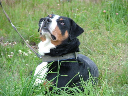 Appenzeller Sennenhund Justy