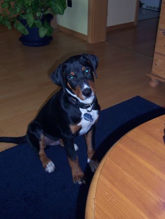 Appenzeller Sennenhund Anton