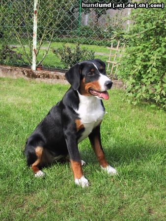 Appenzeller Sennenhund Minu