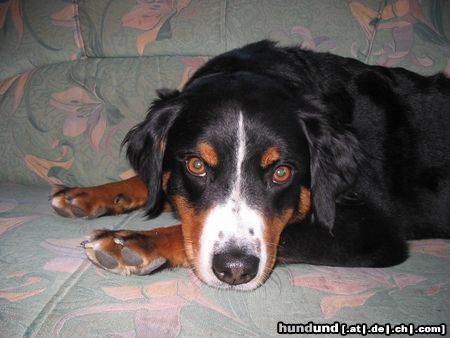 Appenzeller Sennenhund