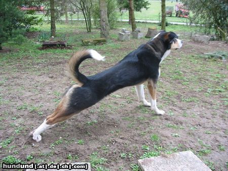 Appenzeller Sennenhund Balu