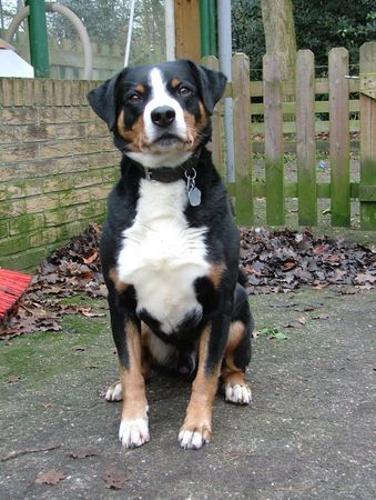 Appenzeller Sennenhund Justy