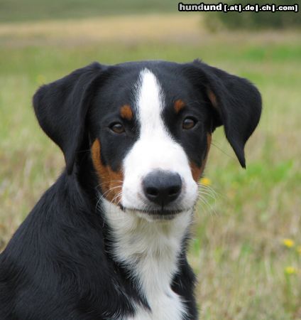 Appenzeller Sennenhund Heika (Filas Pride Beccas) 5 m. alt 