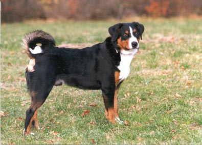 Appenzeller Sennenhund