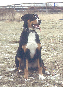 Appenzeller Sennenhund