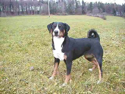 Appenzeller Sennenhund