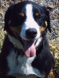 Appenzeller Sennenhund Unser Rüde Aaron, der leider nicht mehr bei uns ist