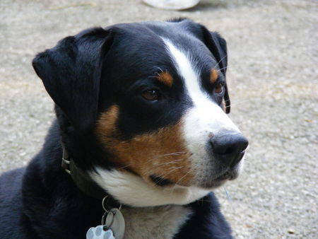 Appenzeller Sennenhund Justy