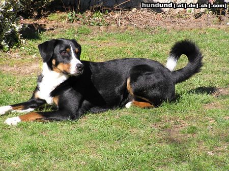 Appenzeller Sennenhund Asko hascht erste Sonnenstrahlen im März 2004