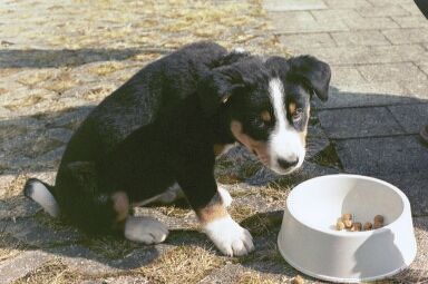 Appenzeller Sennenhund