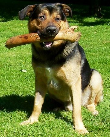 Appenzeller Sennenhund Ich heiße Ben. Mein Vater ist ein Schäferhund und meine Mama eine Appenzellerin. 