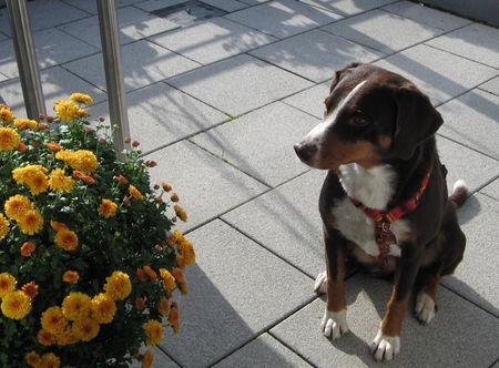 Appenzeller Sennenhund Judy unsere Blumenmaus