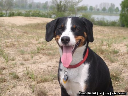 Appenzeller Sennenhund Cora