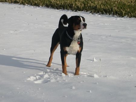 Appenzeller Sennenhund