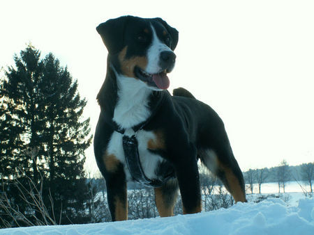 Appenzeller Sennenhund