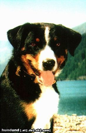 Appenzeller Sennenhund Zuchthündin Debby v. Brünggberg