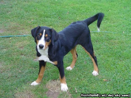 Appenzeller Sennenhund Basko ist 19 Wochen umd 2 Tage 