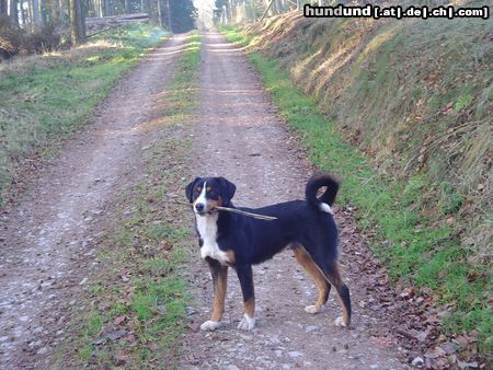 Appenzeller Sennenhund Basko(8 Monate), ohne Stock geht`s nicht mehr