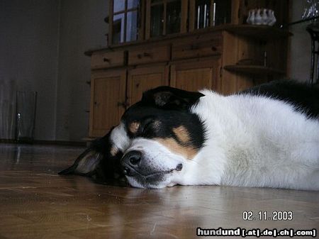 Appenzeller Sennenhund Sooo müüüüde...