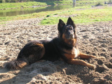 Appenzeller Sennenhund Da bin ich nochmals! Übrigens Ich heisse Chicca