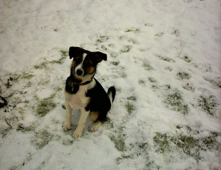 Appenzeller Sennenhund das ist ein appenzellersennenhund und alle info´s zu ihm