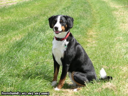 Appenzeller Sennenhund Cora im Feld