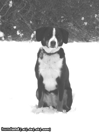 Appenzeller Sennenhund Cora im Schnee