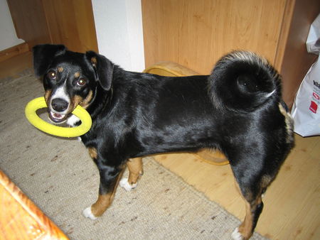 Appenzeller Sennenhund