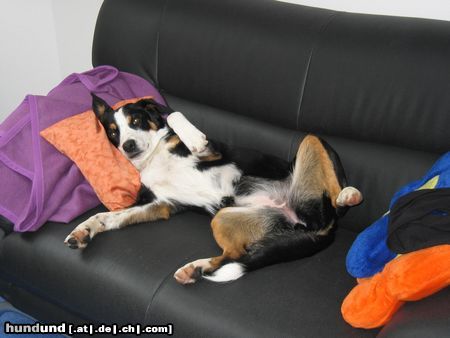 Appenzeller Sennenhund Tamira, auf dem Sofa ists am schönsten !