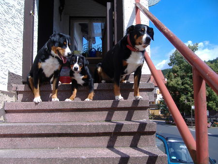 Appenzeller Sennenhund Anton und Flora u.der letzte vom K.Wurf 07.