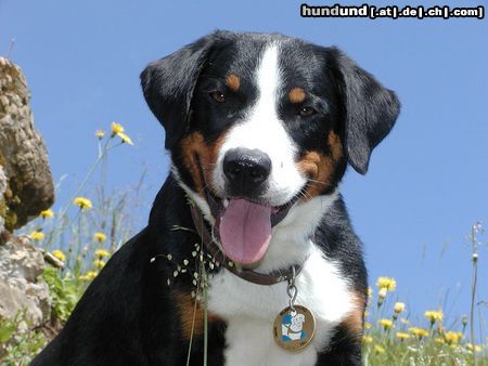 Appenzeller Sennenhund Blindenführhund Kaj v. Brünggberg