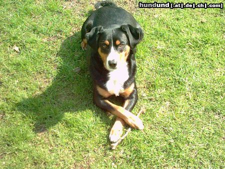 Appenzeller Sennenhund ausruhen nach dem Spiel