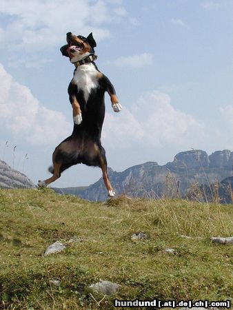 Appenzeller Sennenhund Zuchthündin Juka v. Brünggberg bei einem Freudensprung in den Alpen