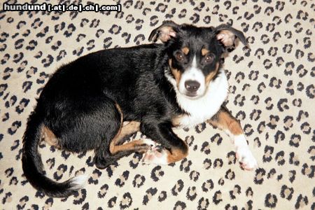 Appenzeller Sennenhund Unser Moritz!