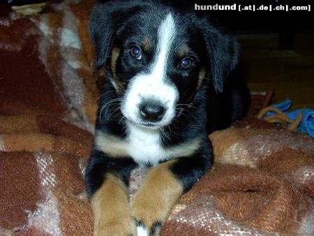 Appenzeller Sennenhund Unser Max. Ca. 8 Wochen alt.