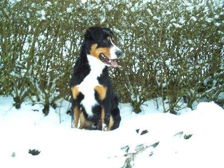 Appenzeller Sennenhund Meex der Appenzeller aus Franken