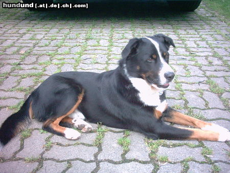 Appenzeller Sennenhund Das ist unser Monty