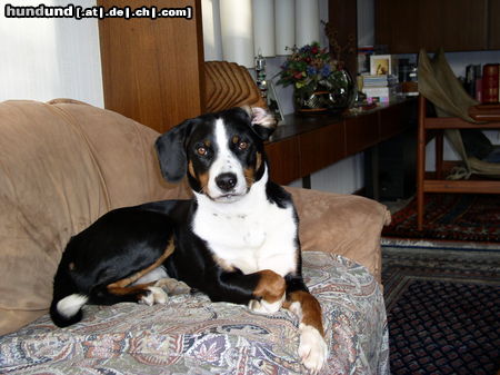 Appenzeller Sennenhund Coras auf dem Sofa