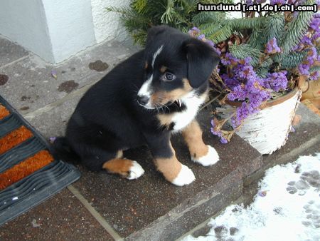 Appenzeller Sennenhund Keinen Bock auf Schneespaziergang ;)