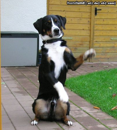 Appenzeller Sennenhund Für ein Leckerchen tue ich (fast) alles!