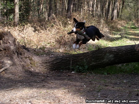 Appenzeller Sennenhund Coras Hürdensprung