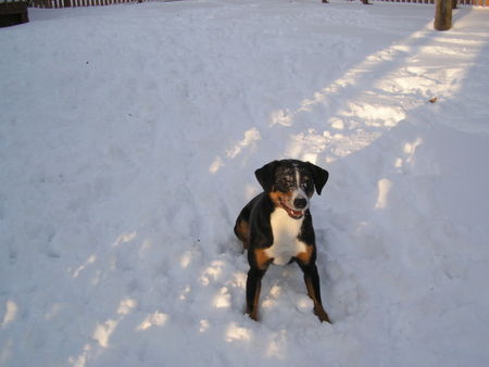 Appenzeller Sennenhund Laika im Schnee