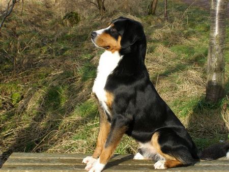 Appenzeller Sennenhund Basko passt auf !