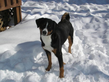 Appenzeller Sennenhund Laika denkt schoen wieder an Schnee!