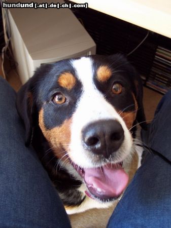 Appenzeller Sennenhund Was guckst Du ?!