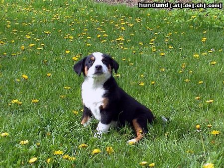 Appenzeller Sennenhund Tamira, 9 Wochen alt